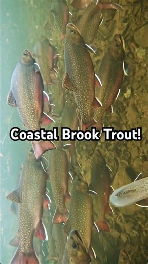 Wild sea run brook trout suspended in anticipation for the spawn! #trout #brooktrout #eastcoast