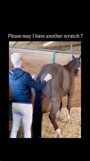 Innofy.io on Instagram: "The post features a 19-second video of a horse blissfully receiving a back scratch from a handler in a stable, with the animal lifting its hind leg and tail in evident pleasure, garnering over 25,000 likes and 2.7 million views within hours. Horses relish scratches in hard-to-reach areas like the withers and hindquarters as it mimics mutual grooming behaviours that remove parasites and dirt, fostering social bonds; a 2019 study in Applied Animal Behaviour Science found w