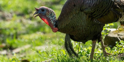 Wild turkey hunting season set to begin in Ohio
