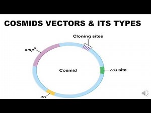 Cosmids vectors and its types