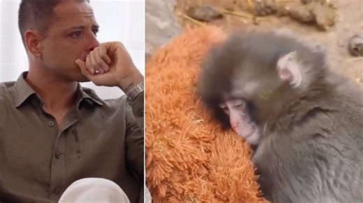 Un ex del Madrid rompe a llorar con la historia de Punch Monkey, el mono bebé que es tendencia mundial