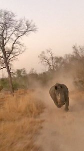1.8M views · 18K reactions | This is how to escape a rhino charge!  | Latest Sightings - Kruger | Facebook