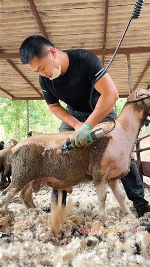 Satisfying Sheep Shearing: Expert Barber Speed Shaves Thick Wool Layer