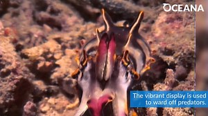 1.3K views · 97 reactions | Flamboyant cuttlefish are truly color-changing masters!  Celebrate Cuttlefish Day today by leaning more about these vibrant animals with our Marine Life Encyclopedia: https://bit.ly/3ZHN9WT | Oceana | Facebook