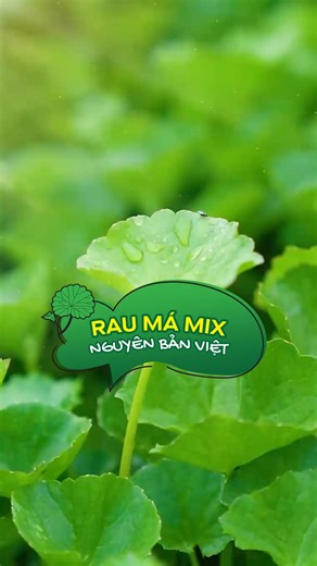 Mix đúng gu, ngon đúng ý - Càng mix càng ngon! 💚 #RauMaMix #CangMixCangNgon #nguyenbanviet #NongsanViet | Rau Má Mix