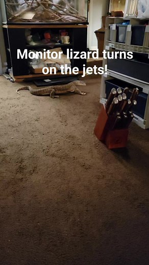 12K views · 148 reactions | My monitor lizard is quicker than a cheetah! #monitorlizard #lizard #reptiles #rare #komodo #dragon #gecko #cheetah #Fast #FacebookReelsContest | Joey Josselson | Facebook