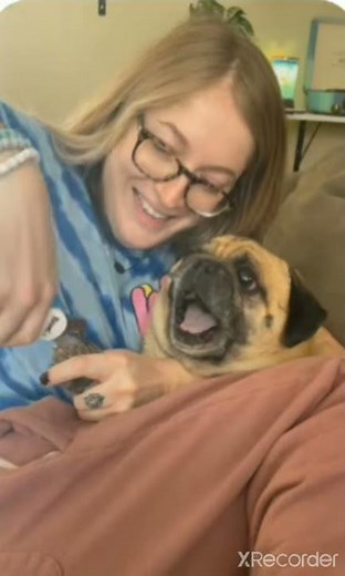 Pug screams while getting nails trimmed