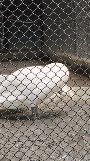 Titli udi 😄 #dance