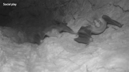 New footage reveals spectral bats “hugging,” playing, and bringing food to their young. Learn more: https://scim.ag/3JiArd0 | News from Science
