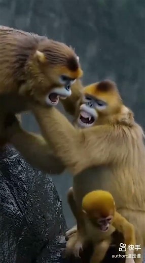 "A Hero's Instinct: Brave Dog Protects Distressed Baby Monkey"#monkeylife #doghero #animalbehavior