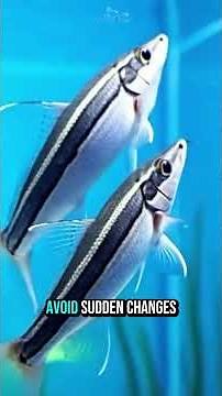 Flying Fox Fish | TANKED IND | @tanked_ind