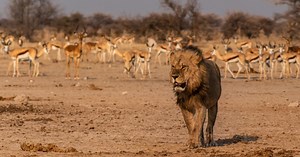 Kenya : l'un des plus vieux lions au monde tué par des bergers