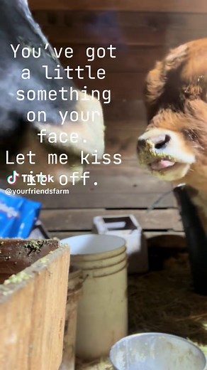 Farmer Jess on TikTok