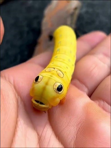 WOW 😯yellow caterpillars are really cute #caterpillar #bug #insects