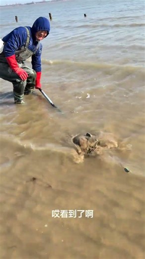 A shovel out 蛏 king#The New Farmer Program#Real outdoor#My rural life#Original video