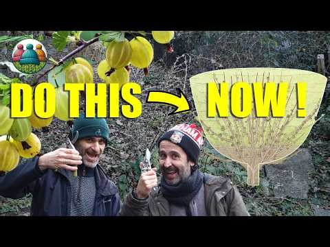 Do This Now for the Best Summer Gooseberry Harvest