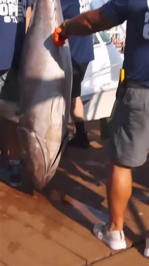 10K views · 77 reactions | The scales of the White Marlin Open give you a front row seat to the sportsmanship and anticipation as each boat brings a possible winning catch…AND Marlin Fest at the Inlet brings the anticipation and shared excitement of the boats coming home from sea! Which location will you choose? | White Marlin Open | Facebook