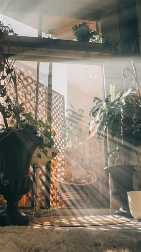 Tristin Mays on Instagram: "Dove nest on my patio! 🕊️ Part ll"