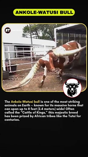 Meet the Ankole-Watusi — The “Cattle of Kings” With Record-Breaking Horns . #shortsfeed #usatech