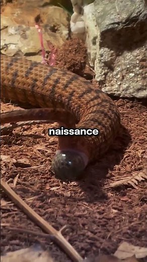 The incredible birth of snakes