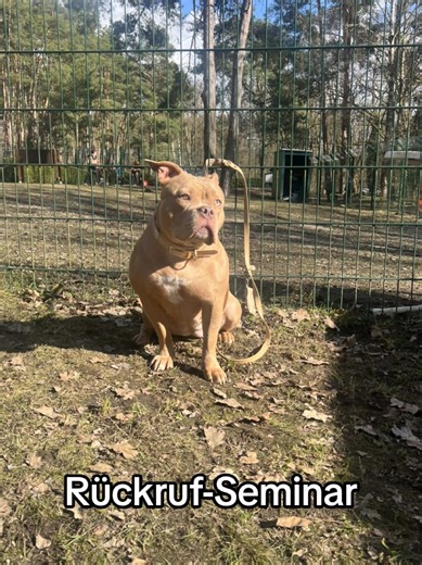 Effective Recall Training for American Bully Pocket Dogs