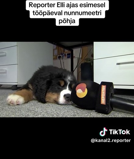 Reporter võtab tööle uus andekaid tegijaid. Täna käis töövestlusel ja seejärel kohe ka esimesel võttel reporter Elli. #fyp #eestitiktok #reporter #eesti