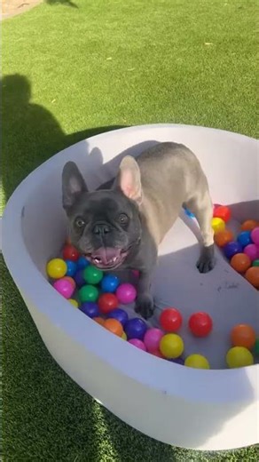 A Puppy Ball Pit! #shorts