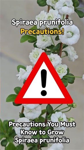 Spiraea prunifolia care Precautions