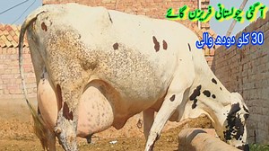 8.3K views · 469 reactions | چولستانی ،فریزن گائے  دوسرا وارا سونے کے لیے 8 دن باقی ہیں خریدنے کے لیے رابطہ کریں لوکیشن پاکپتن شریف 03017323886 13,10,2023 | Pakpattan Animals Tv | Facebook