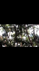 Narra tree trivia | Magicai - PALWA