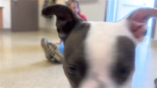 1.8K views · 33 reactions | Hi, I’m Professor  “The” Professor from Gilligan’s Island. Ok, not really. I am smart and handsome like that professor. I am a shy guy at first. After some time to warm up, I am fun and playful. I am a sweet gentleman who loves to be near my people and give kisses. Come meet Professor today from 11-7! | Wayside Waifs | Facebook