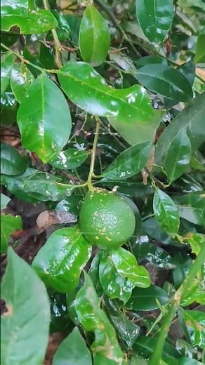 "Lemon Tree Loaded With Fresh Lemons – Nature’s Beauty In My Garden!"