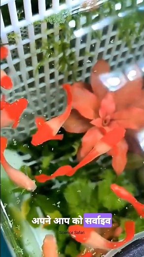 World's Smallest Plant | Wolffia Globosa