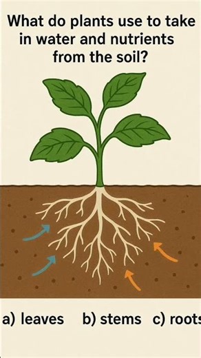 Can YOU Guess How Plants Drink Water?