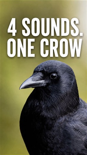 4 American Crow Sounds You Should Know 🐦‍⬛