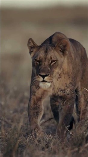 Botswana Safari with NWS #exploreafrica #botswana
