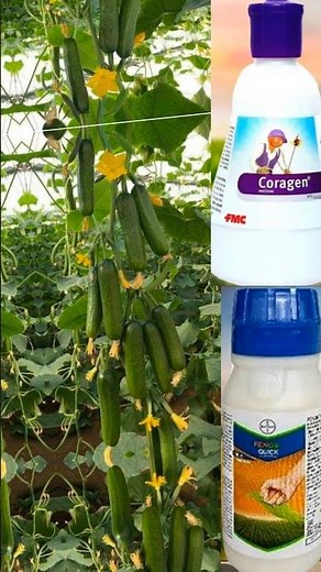 This is not a pesticide but a magic wand in the pan. Permethrin, Spinosad, Lambda-cyhalothrin, Ch...