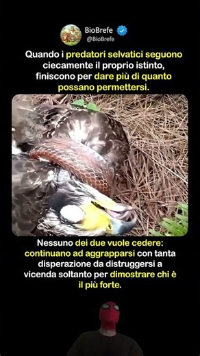 L’aquila e il serpente che non volevano arrendersi