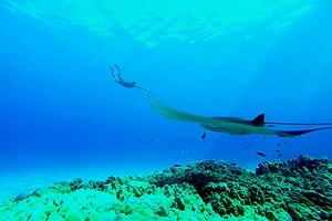 Hawaii Tiere | Entdecke die faszinierende & bunte Tierwelt Hawaiis