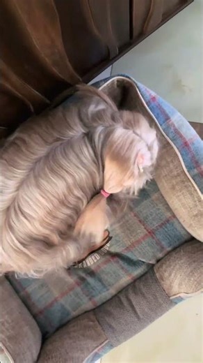 Yorkshire Terrier shows off long hair and pigtails in Shandong, China