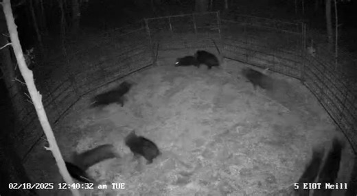 12 fat pigs trapped cleans up what we’ve seen at this trap. This is the remainder that the mean sow kept spooking off. Remove the problem pigs then catch the rest! | East Texas Hog Control