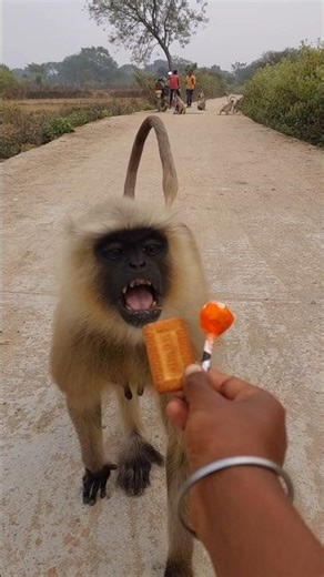 This Wild Langur Opened Its Mouth for Food 😮🐒!