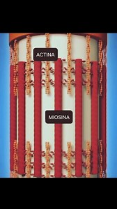 Mecanismo molecular da contração muscular. A contração muscular é um processo que ocorre por meio do deslizamento dos filamentos de actina sobre os filamentos de miosina. Este mecanismo pode ser observado ao comparar o estado relaxado e o estado contraído de um sarcômero, a unidade funcional do músculo. No estado relaxado, os filamentos de actina, que se estendem a partir de dois discos Z adjacentes, apresentam apenas uma leve sobreposição. Quando o músculo se contrai, esses filamentos de actina