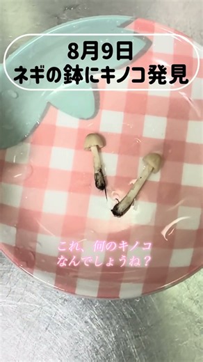 ネギの鉢にキノコ発見 #家庭菜園 #再生栽培 #キノコ #きのこ