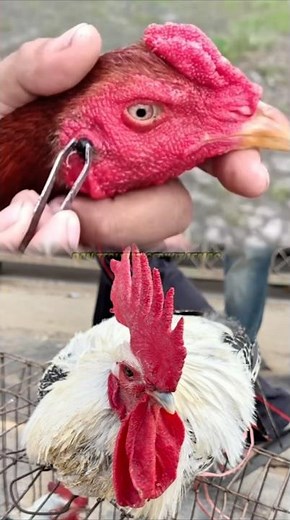 Chicken Botfly Treatment | Larva Removal & Wound Cleaning