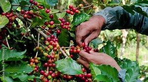 Hand farmer picking coffee bean in coffee process agriculture background. Coffee farmer picking ripe cherry beans.