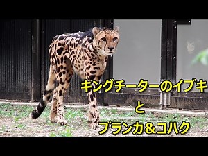 イブキ【キングチーター】とブランカ＆コハク Cheetah(チーター) ～ 多摩動物公園 ～
