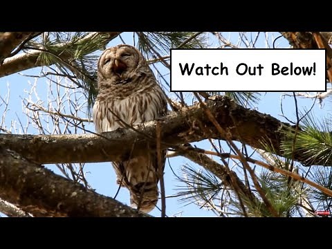 Barred Owl Regurgitates a Pellet