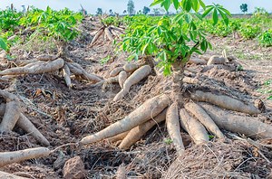 Processing cassava for pig feed