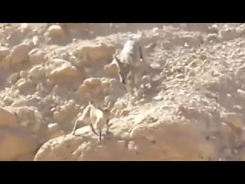 Dramatic desert chase: Wolf vs. goat